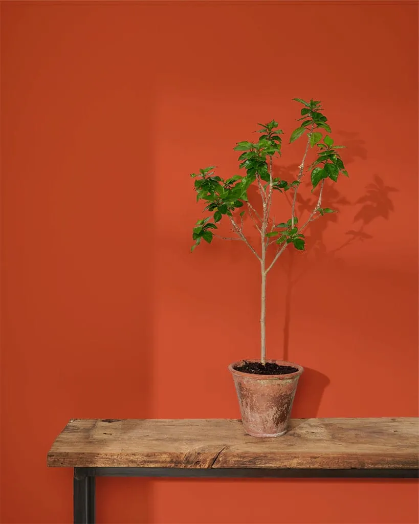 Annie Sloan Wall Paint Riad Terracotta - 4 oz