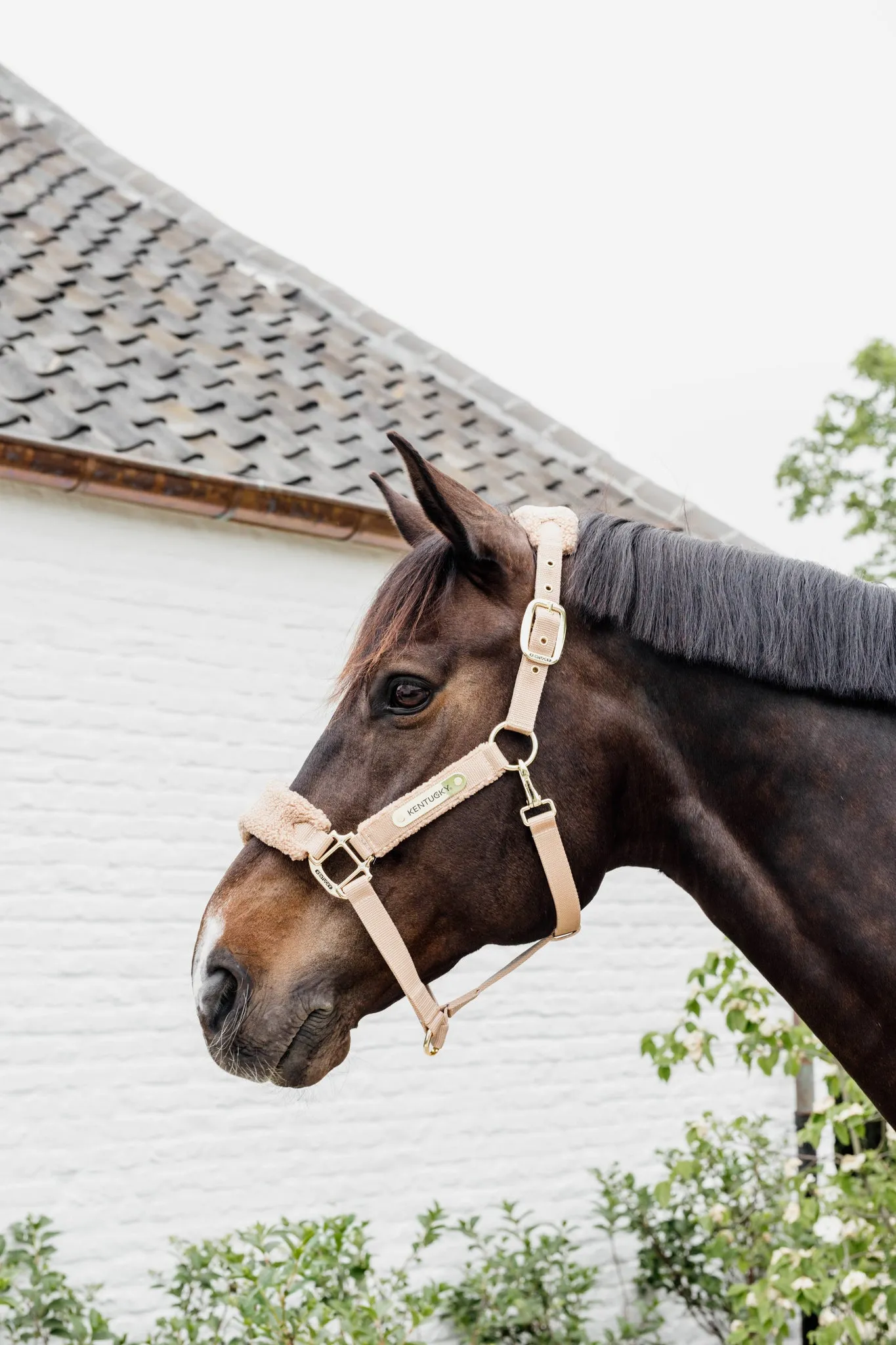 Teddy Fleece Halter