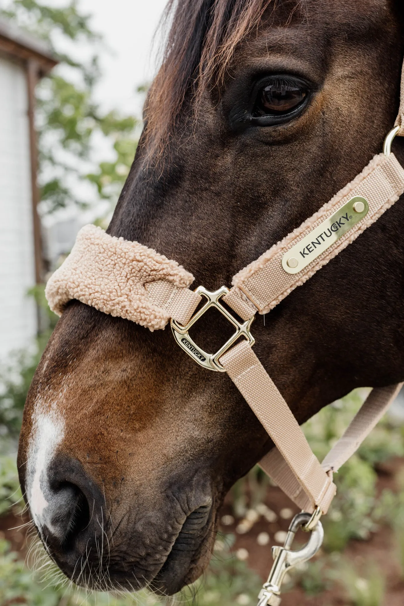 Teddy Fleece Halter