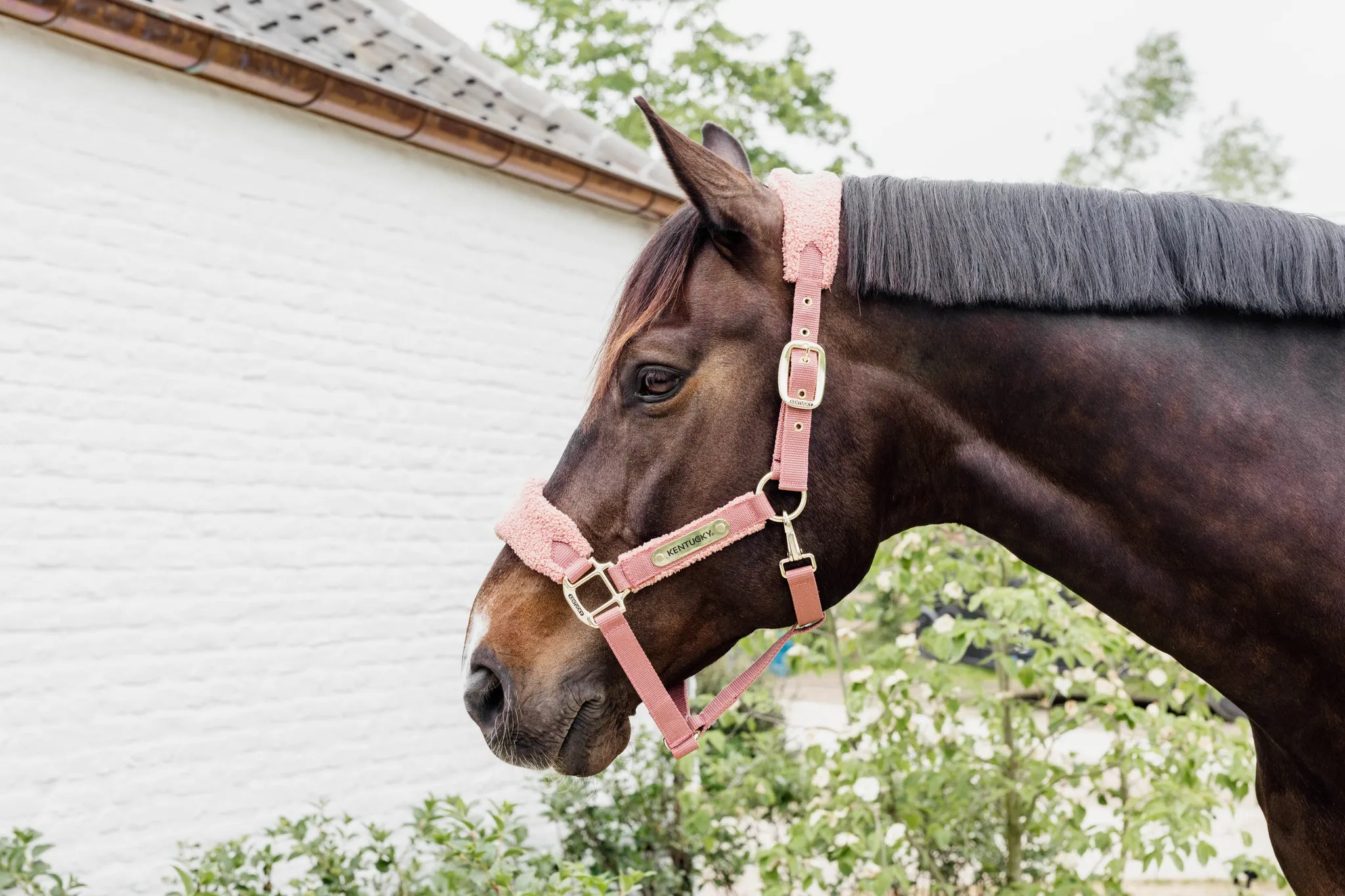 Teddy Fleece Halter