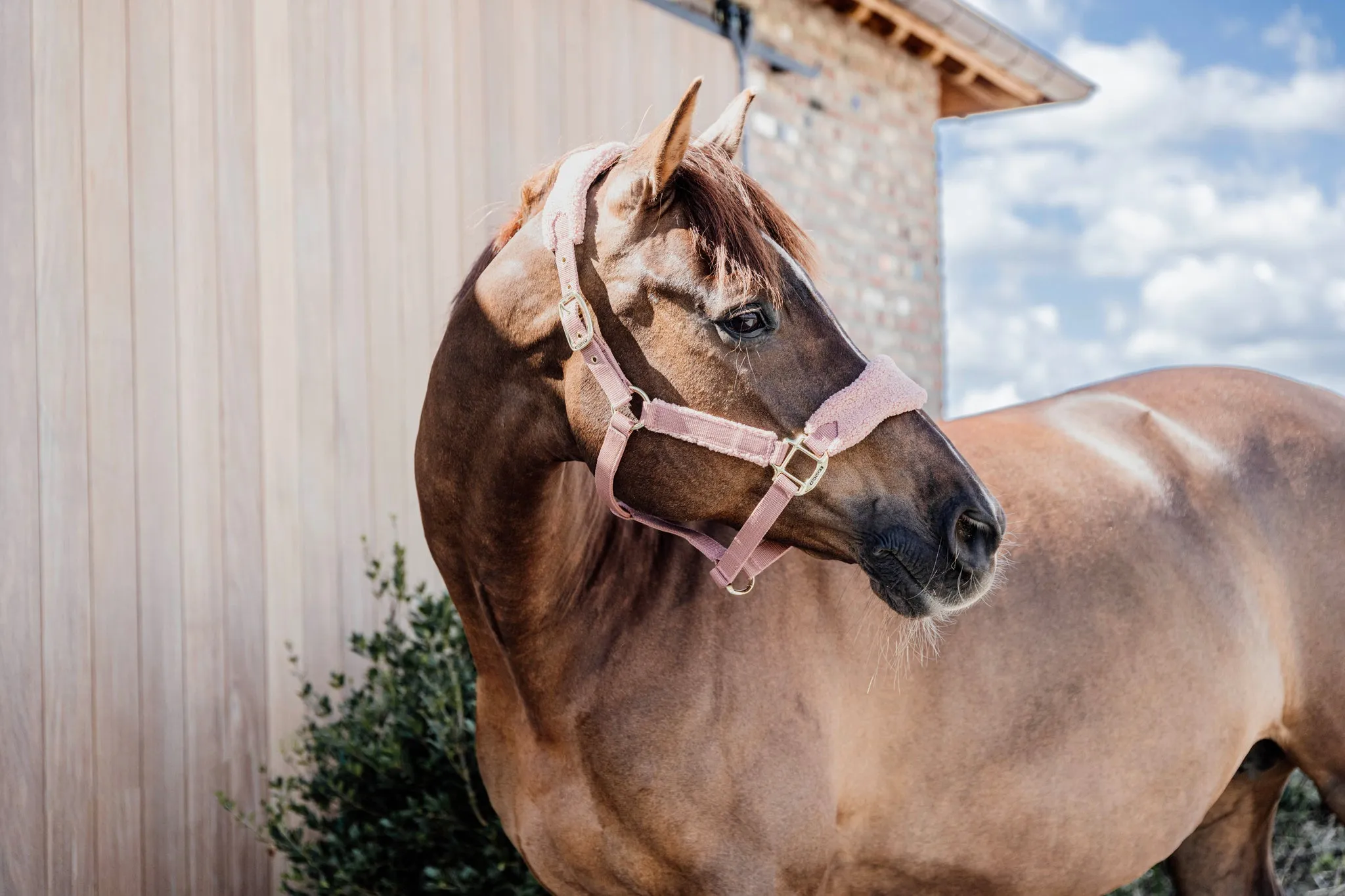 Teddy Fleece Halter
