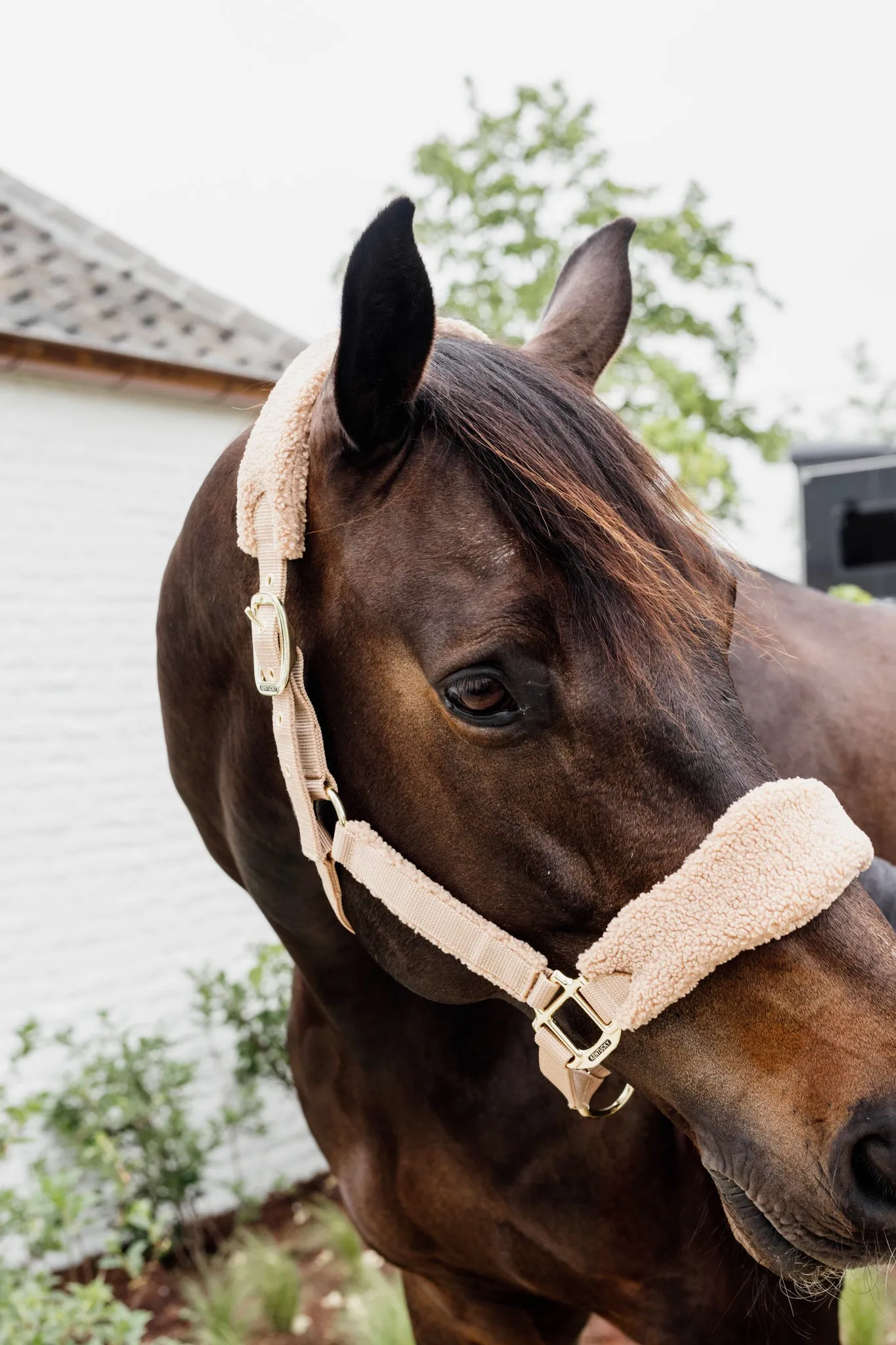 Teddy Fleece Halter