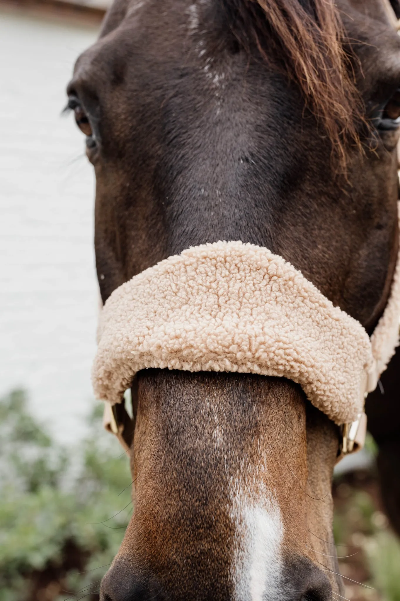 Teddy Fleece Halter